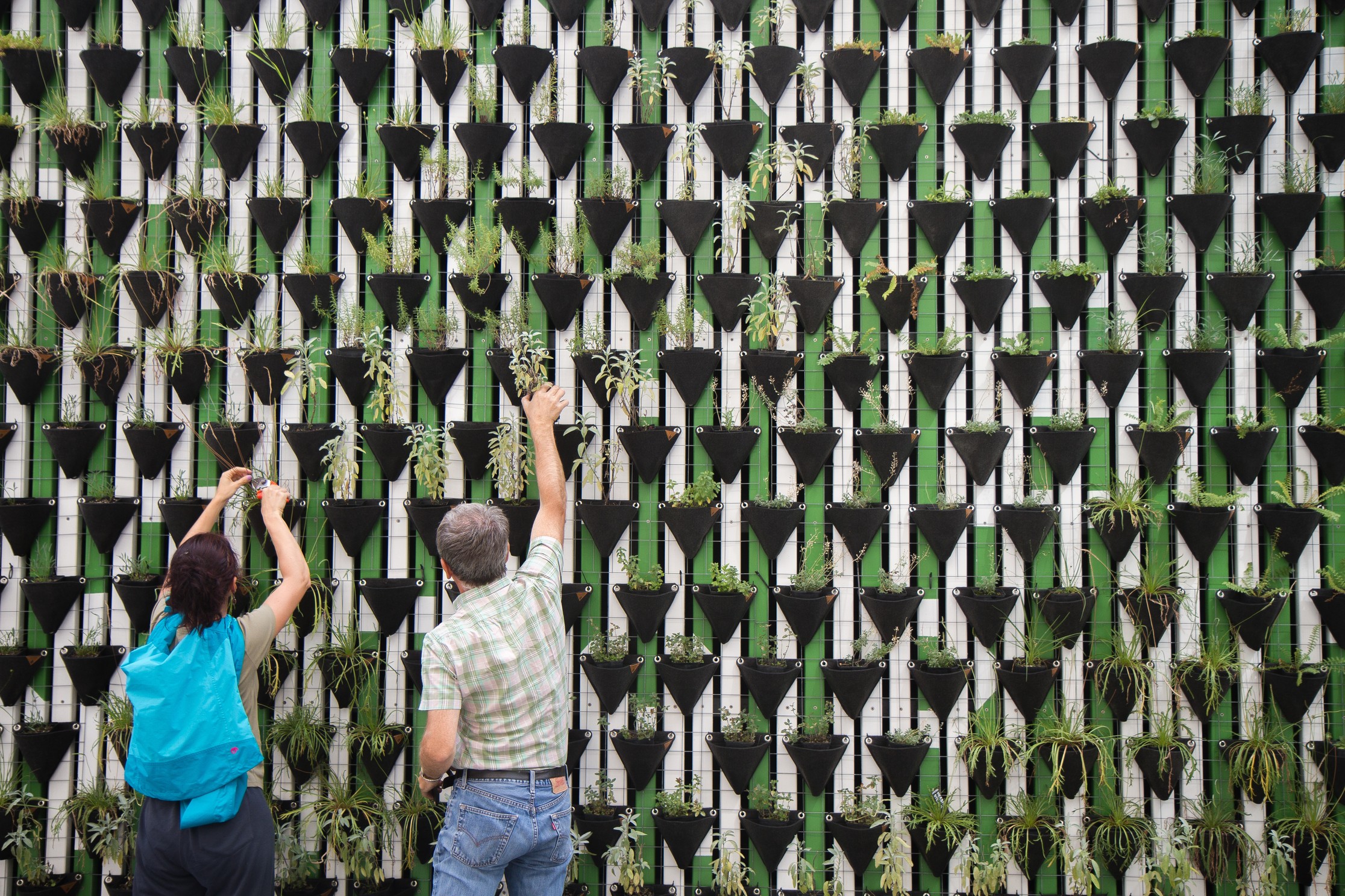 Two people tending plants on a vertical growing wall.